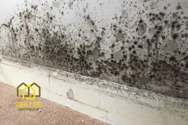 What’s the First Step to Take When You Notice Damp on a Party Wall Oxford?